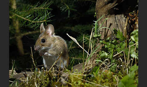 Gelbhalsmaus (Apodemus flavicollis)