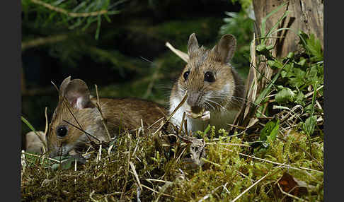 Gelbhalsmaus (Apodemus flavicollis)