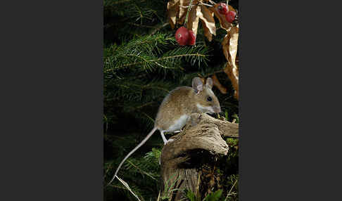 Gelbhalsmaus (Apodemus flavicollis)