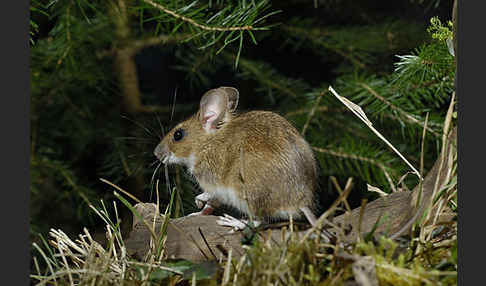 Gelbhalsmaus (Apodemus flavicollis)