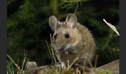 Gelbhalsmaus (Apodemus flavicollis)