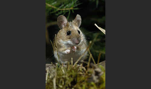 Gelbhalsmaus (Apodemus flavicollis)