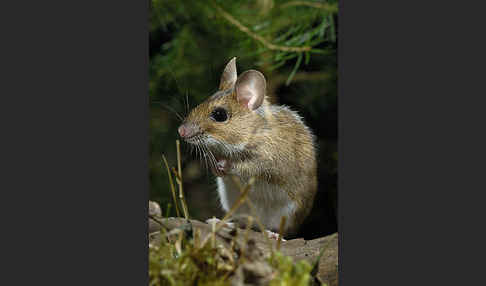 Gelbhalsmaus (Apodemus flavicollis)