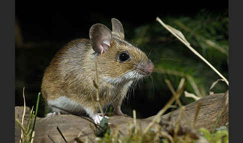 Gelbhalsmaus (Apodemus flavicollis)