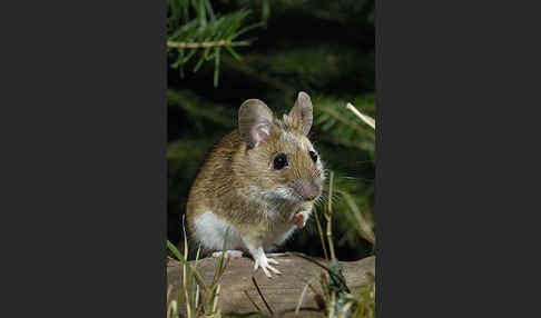 Gelbhalsmaus (Apodemus flavicollis)