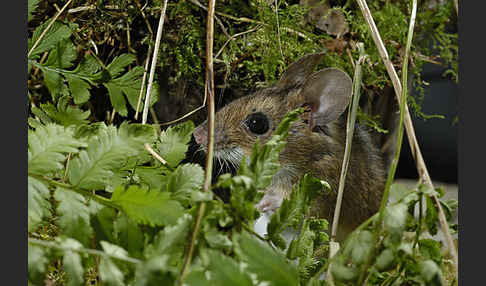 Gelbhalsmaus (Apodemus flavicollis)