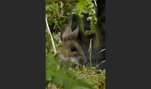 Gelbhalsmaus (Apodemus flavicollis)