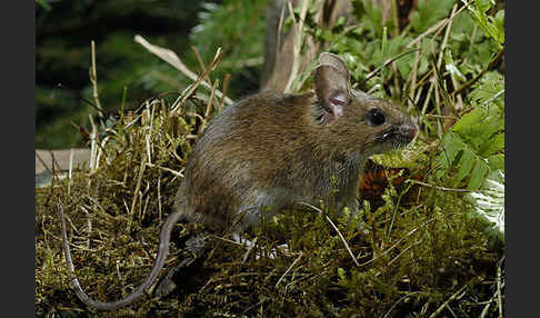 Gelbhalsmaus (Apodemus flavicollis)