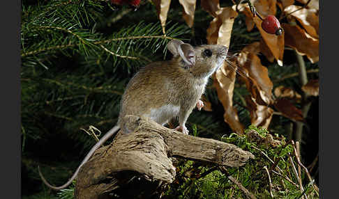 Gelbhalsmaus (Apodemus flavicollis)