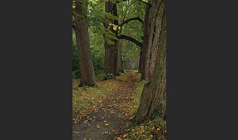 Thüringen (Thuringia)