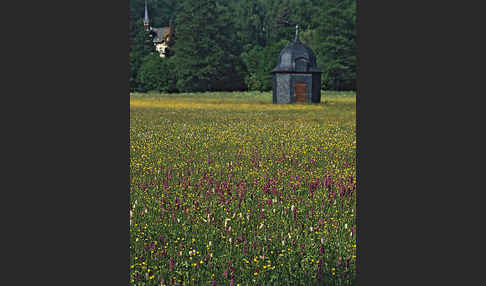 Breitblättrige Kuckucksblume (Dactylorhiza majalis)