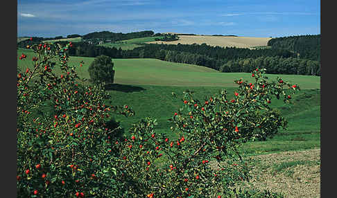 Thüringen (Thuringia)