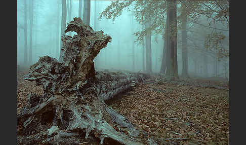 Thüringen (Thuringia)