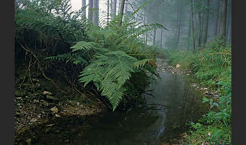 Thüringen (Thuringia)