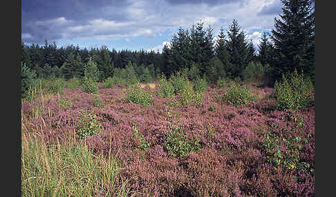 Thüringen (Thuringia)