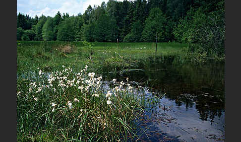 Thüringen (Thuringia)