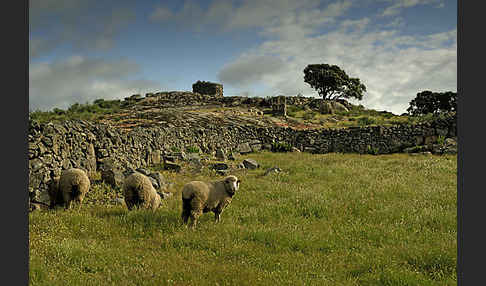 Hausschaf (Ovis gmelini aries)