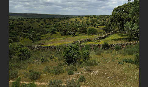 Spanien (Spain)