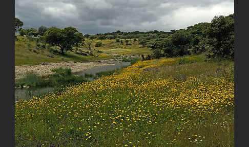 Spanien (Spain)