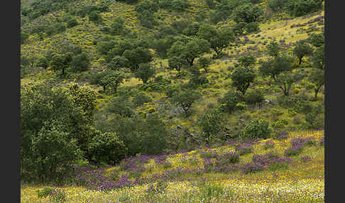 Spanien (Spain)