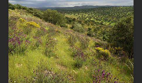 Spanien (Spain)