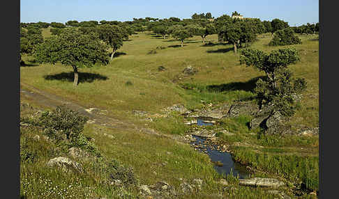 Spanien (Spain)