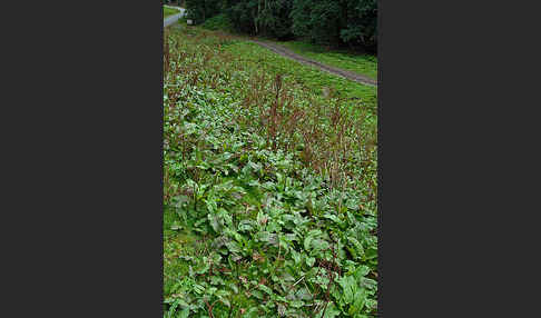 Stumpfblättriger Ampfer (Rumex obtusifolius)