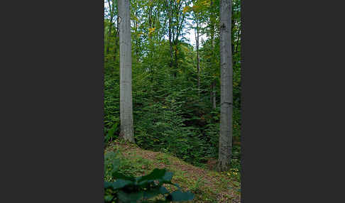 Rot-Buche (Fagus sylvatica)