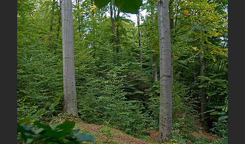 Rot-Buche (Fagus sylvatica)