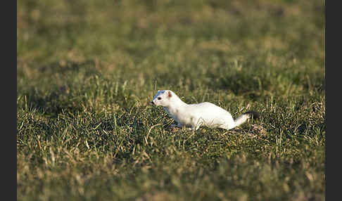 Hermelin (Mustela erminea)