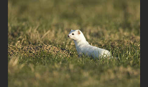 Hermelin (Mustela erminea)