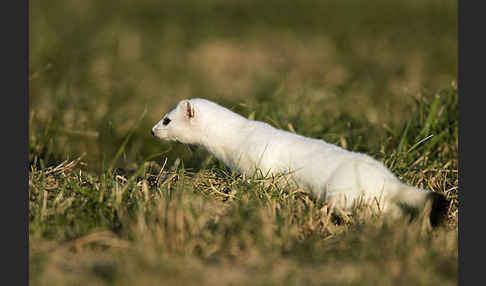 Hermelin (Mustela erminea)