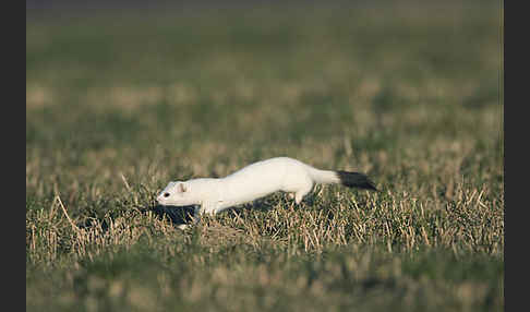 Hermelin (Mustela erminea)