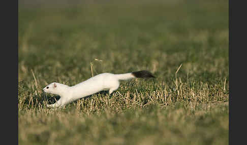 Hermelin (Mustela erminea)