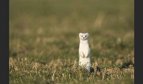 Hermelin (Mustela erminea)