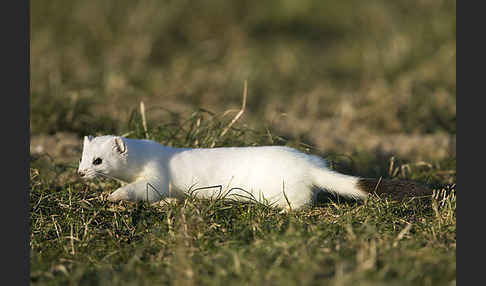 Hermelin (Mustela erminea)