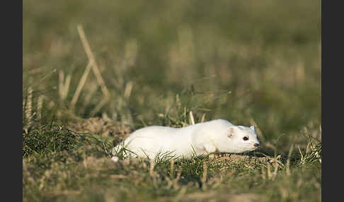 Hermelin (Mustela erminea)