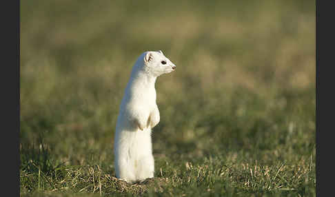 Hermelin (Mustela erminea)