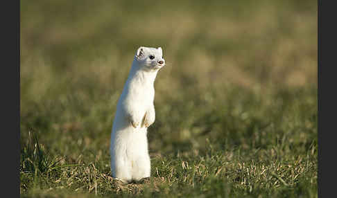 Hermelin (Mustela erminea)