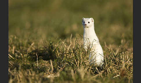 Hermelin (Mustela erminea)