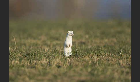 Hermelin (Mustela erminea)