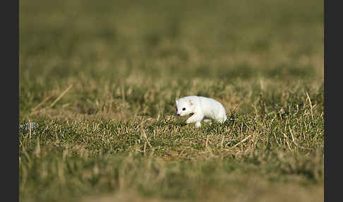 Hermelin (Mustela erminea)