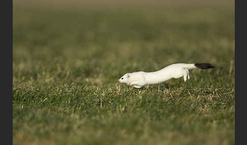 Hermelin (Mustela erminea)