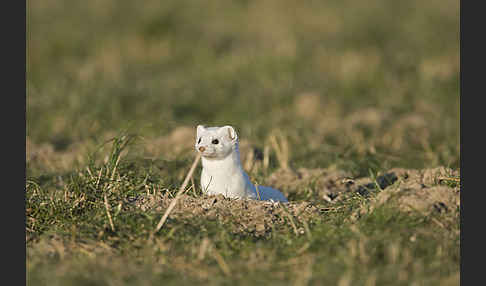 Hermelin (Mustela erminea)