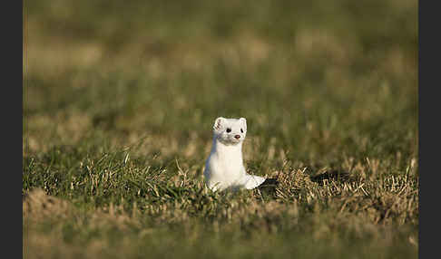 Hermelin (Mustela erminea)