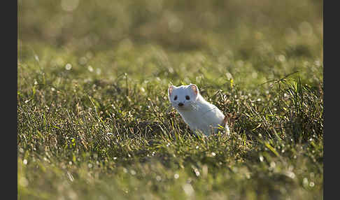 Hermelin (Mustela erminea)