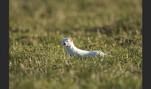 Hermelin (Mustela erminea)