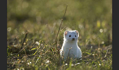 Hermelin (Mustela erminea)