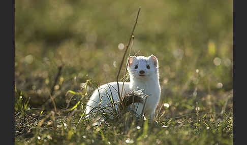 Hermelin (Mustela erminea)