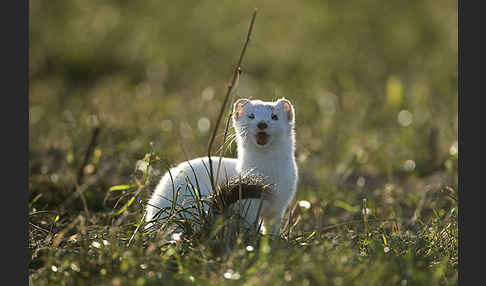 Hermelin (Mustela erminea)